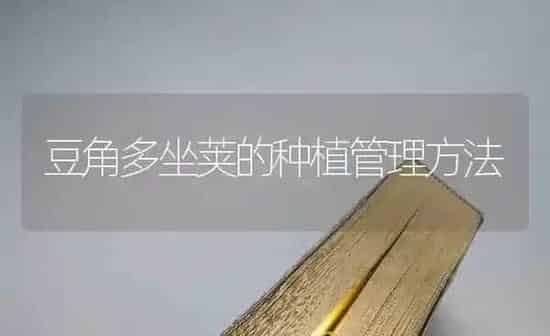 豆角多坐荚的种植管理方法 | 植物种植百科