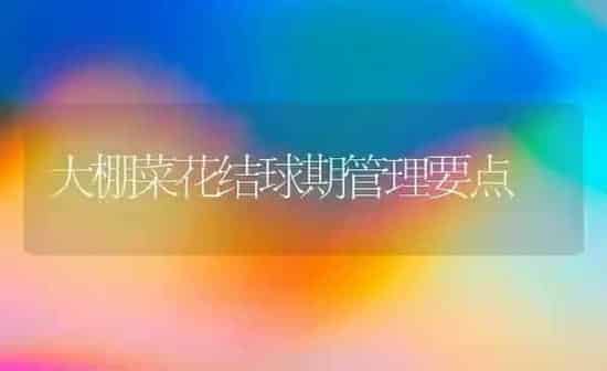 大棚菜花结球期管理要点 | 蔬菜种植