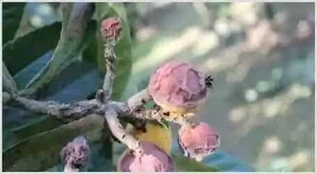 枇杷虫害的防治技术 | 种植技术