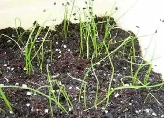 种植育种|小香葱种子的种植方法