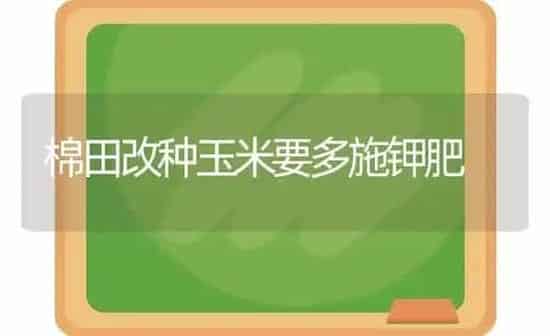 棉田改种玉米要多施钾肥 | 粮油作物种植