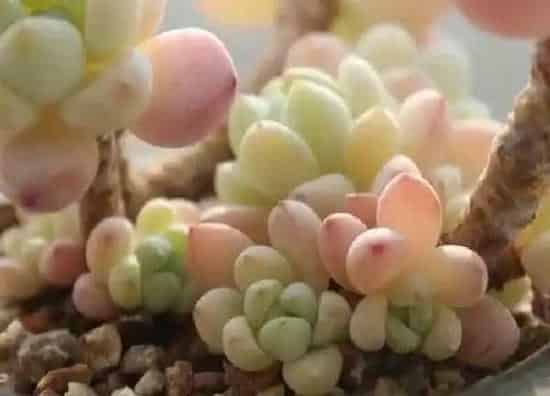 养殖方法|多肉劳尔的养殖方法和注意事项有哪些