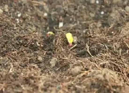 种植育种|小香葱种子的种植方法