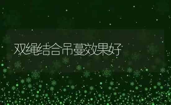 双绳结合吊蔓效果好 | 瓜果种植