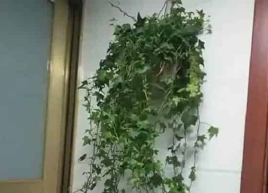 植物百科|耐阴的爬藤花卉有哪些