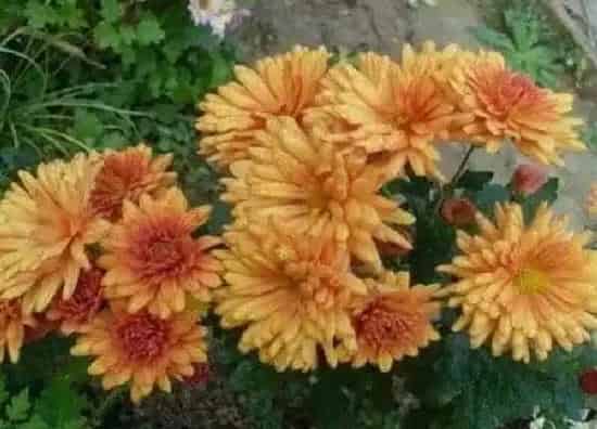 养殖科普|菊花开花后怎么处理