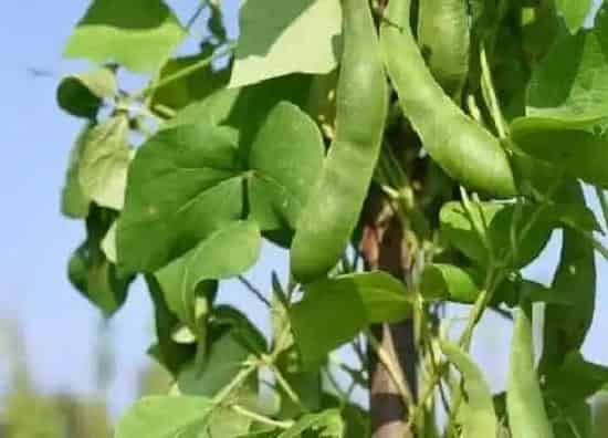 种植管理|无架四季豆的种植方法和时间 栽培技术及管理