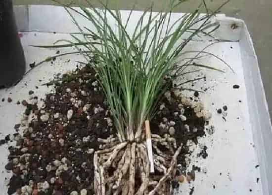 植物换土|墨兰怎么换土换盆