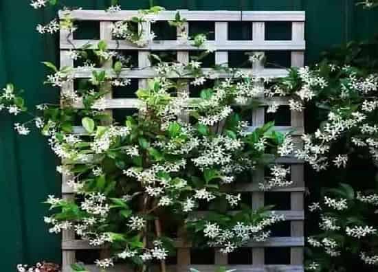养殖科普|风车茉莉喜阴还是喜阳