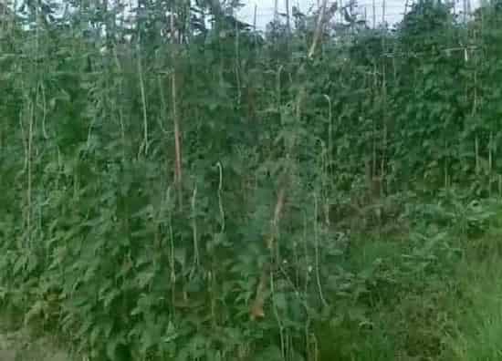 植物播种|饭豆什么时候播种合适