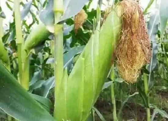 植物种类|最抗倒伏的玉米品种 什么玉米种子高产抗倒伏