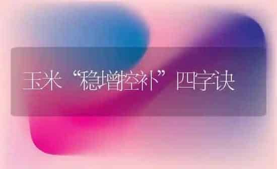 玉米“稳增控补”四字诀 | 粮油作物种植
