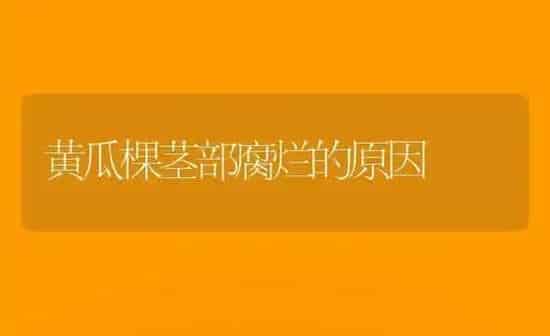 黄瓜棵茎部腐烂的原因 | 蔬菜种植