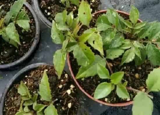 种植管理|大丽花打顶时间及方法步骤