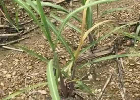 种植管理|甘蔗苗几月份种植合适
