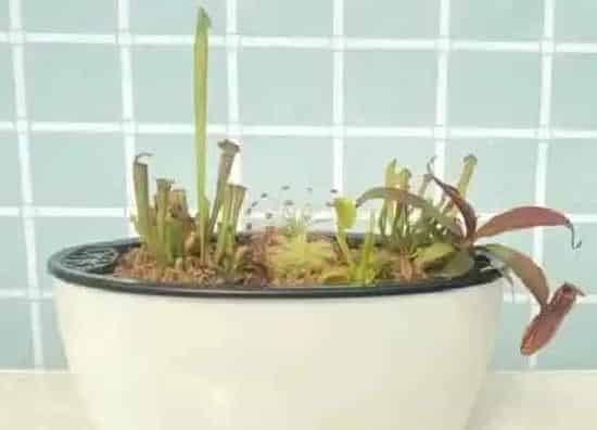 植物价格|捕蝇草多少钱一盆