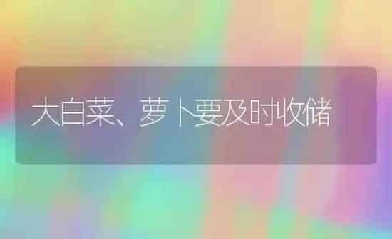 大白菜、萝卜要及时收储 | 蔬菜种植