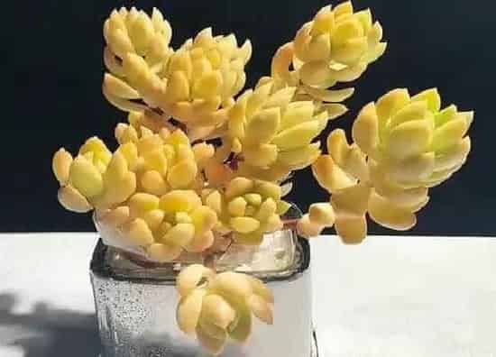 植物修剪|黄丽徒长怎么办