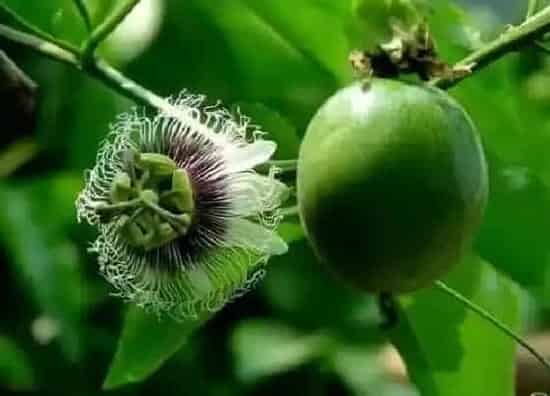 花朵诊疗|百香果不开花怎么办