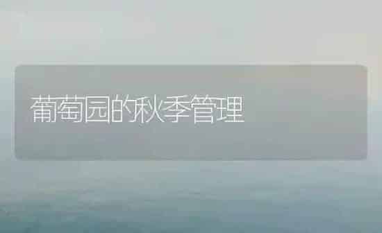 葡萄园的秋季管理 | 瓜果种植