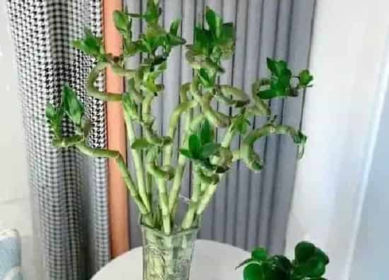 植物浇水|橘子皮泡水可以浇富贵竹吗