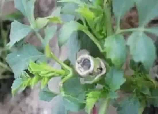 种植管理|大丽花打顶时间及方法步骤