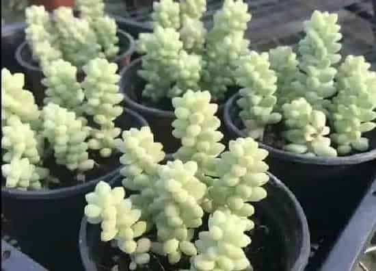植物浇水|玉缀多久浇一次水