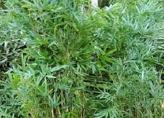 风水百科|院子里种竹子有什么说法吗（竹子适合种在院子的什么位置）