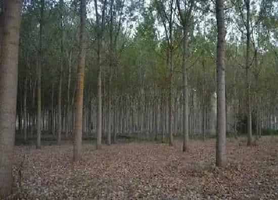 养殖科普|杨树喜水吗 属于喜水植物吗