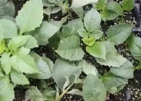 种植管理|大丽花打顶时间及方法步骤