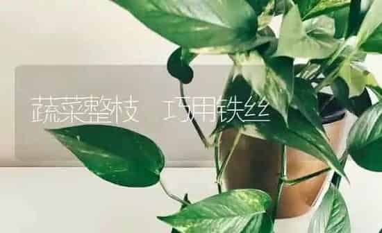 蔬菜整枝 巧用铁丝 | 蔬菜种植