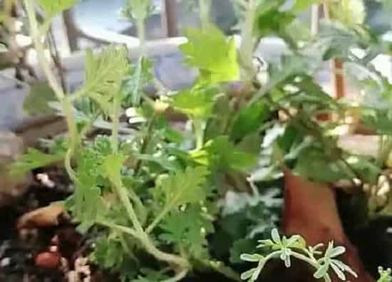 植物香味|艾草有香味吗
