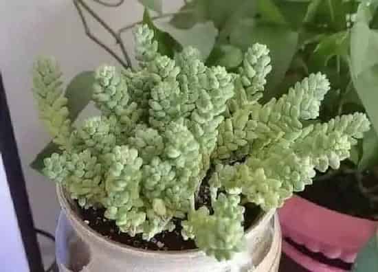 植物浇水|玉缀多久浇一次水