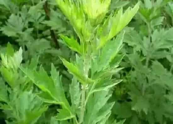 植物香味|艾草有香味吗