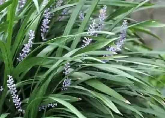 植物百科|沿阶草和麦冬草的图解区别(沿阶草和麦冬草是一样的吗)