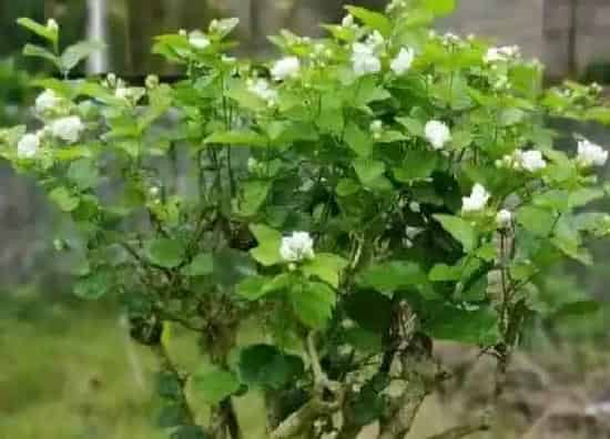 植物百科|净化空气的花卉有哪些