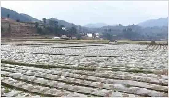 黑白地膜的区别及其优缺点 | 种植病虫害