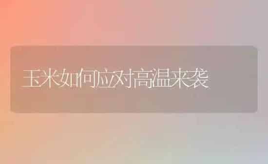 玉米如何应对高温来袭 | 粮油作物种植