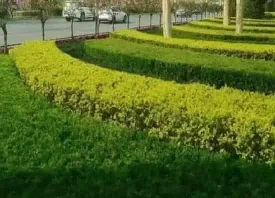 植物种类|绿篱是乔木还是灌木植物