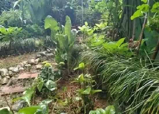 植物百科|沿阶草和麦冬草的图解区别(沿阶草和麦冬草是一样的吗)