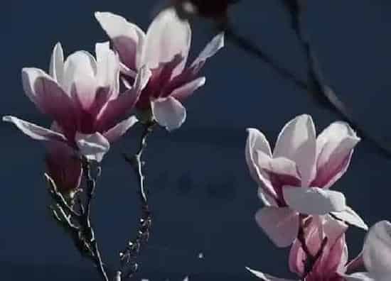 种植长叶|广玉兰是先开花后长叶吗