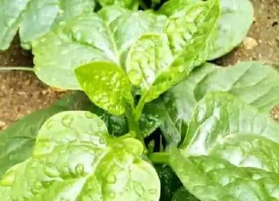 养殖科普|木耳菜喜欢阳光吗