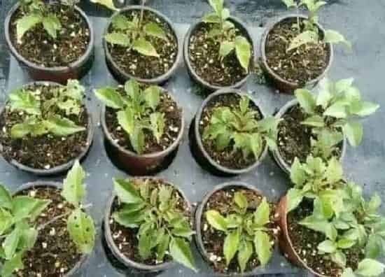 种植管理|大丽花打顶时间及方法步骤