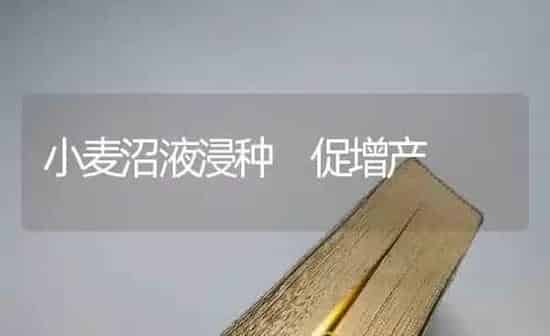 小麦沼液浸种 促增产 | 粮油作物种植
