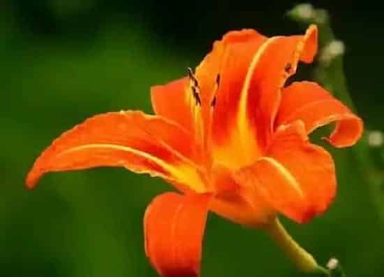 习性特点|百合植物长什么样子