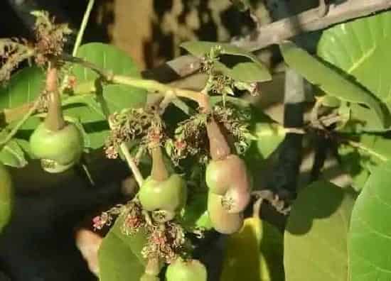 生长环境|腰果树适合什么地方种植