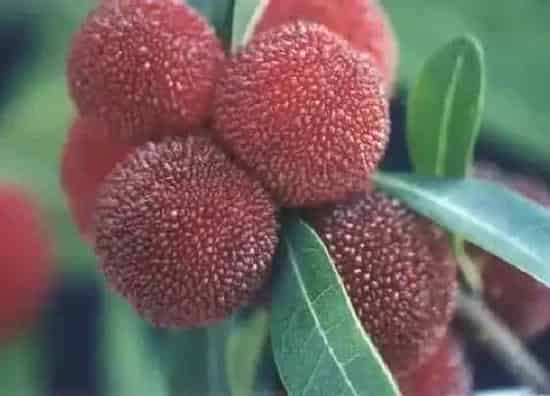 植物排行|杨梅目前什么品种最好吃