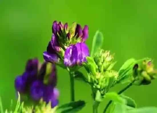 种植管理|紫花苜蓿牧草种植时间，多年生紫花苜蓿生长周期和温度）