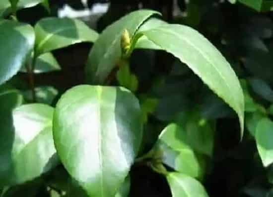 卷叶|茶花叶子卷曲原因与处理方法