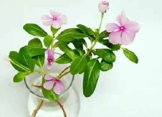 植物修剪|金达莱花什么时候剪枝合适